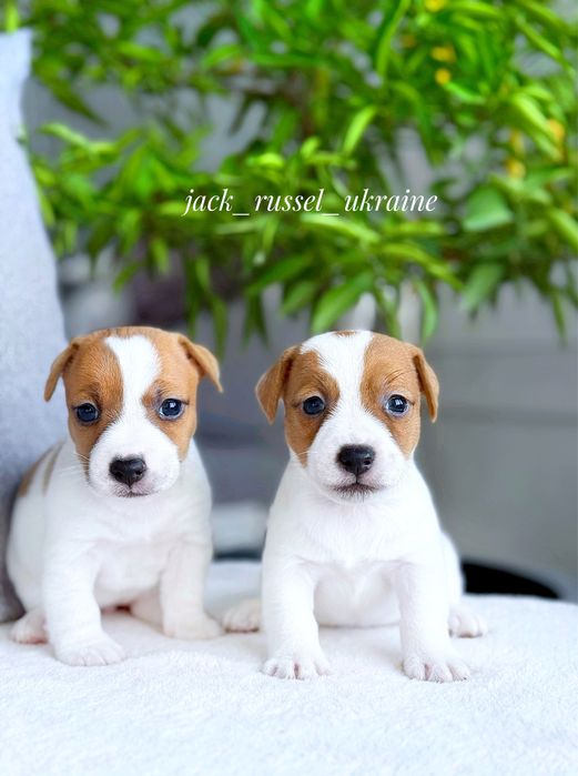 Чудові малюки Джек Рассел !!