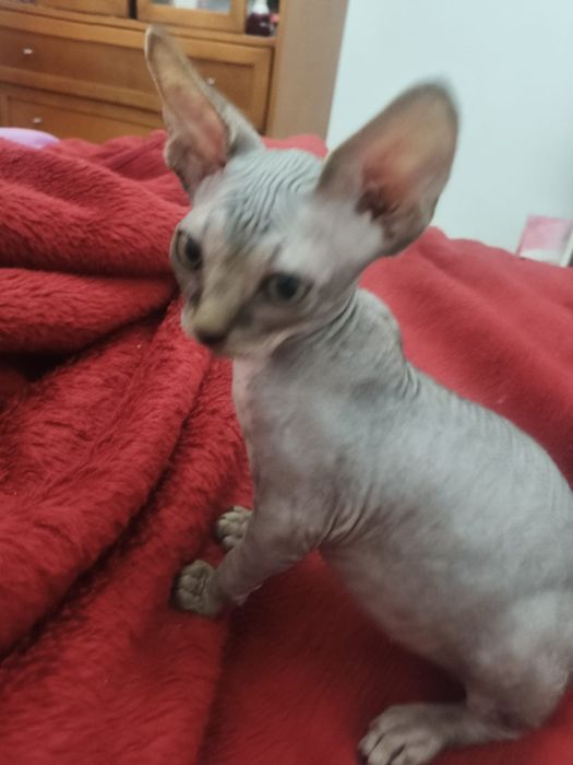 Gatinho sphynx macho
