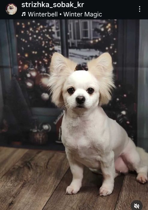 Грумер Кропивницький