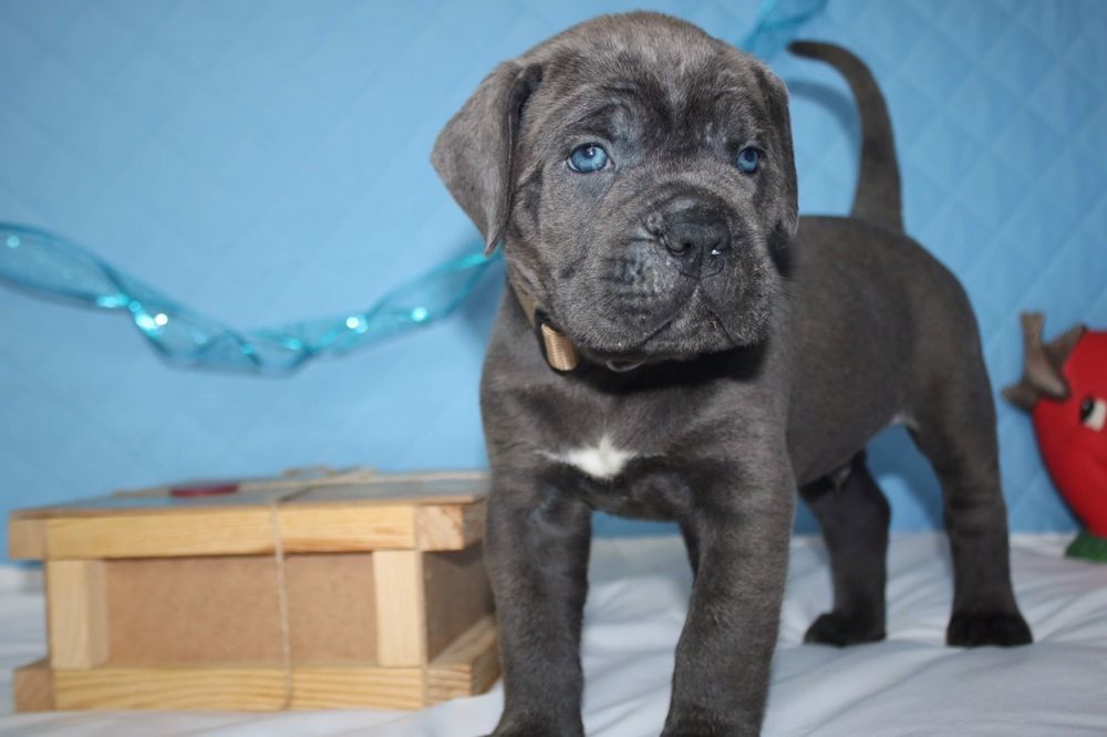 Міць та сила, Кане Корсо, цуценя