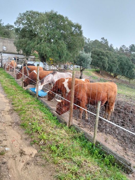 vacas cruzadas de limousine