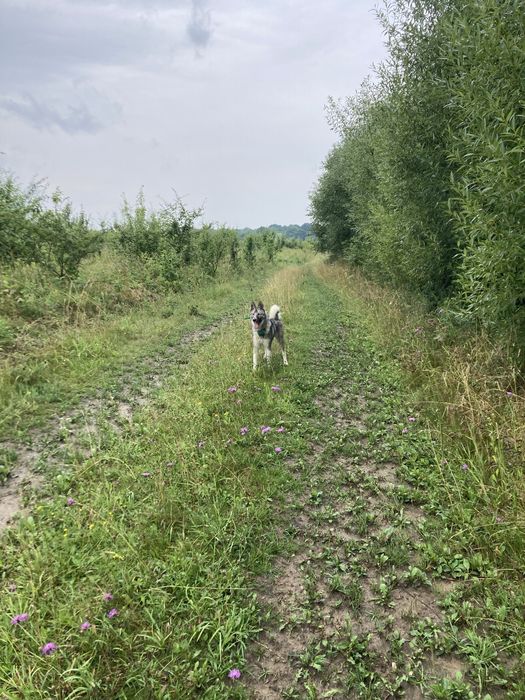 Продам молоду західно сибірську лайку