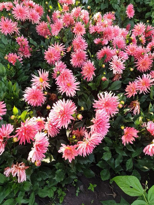 Продам георгіни (жоржини)