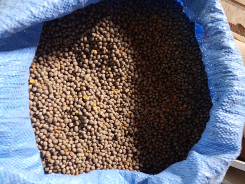 Łubin wąskolistny niebieski