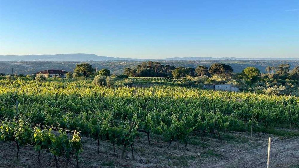 VENDE-SE/ALUGA-SE Terreno rústico 9.230 m² (Região demarcada do dão)