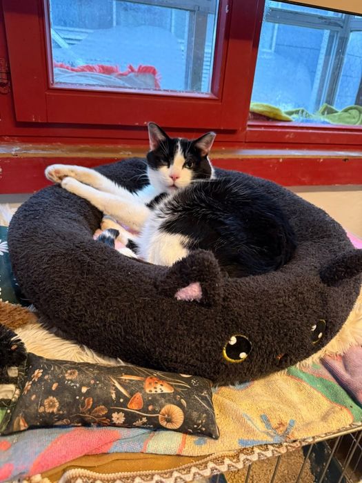 Biskup szuka domku na zawsze!