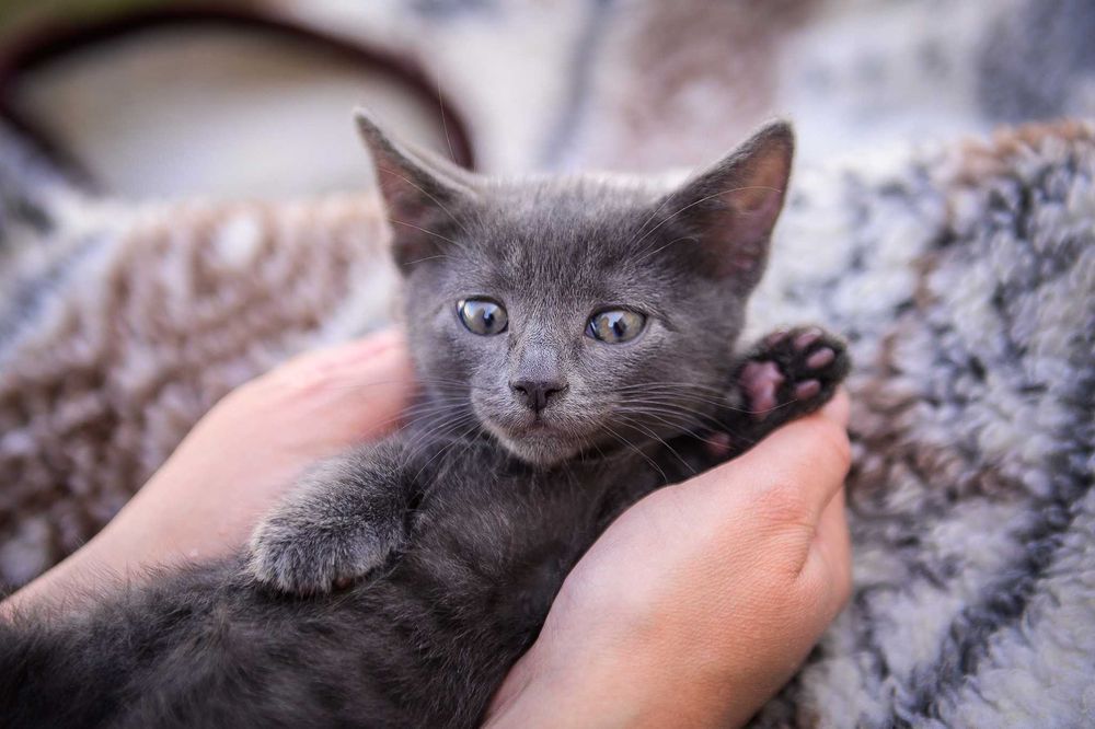 Кошенята шукають дім