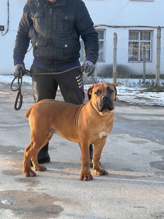 продам щенков бурбуль Африканский мастино 5 месяцев родословные ФЦИ