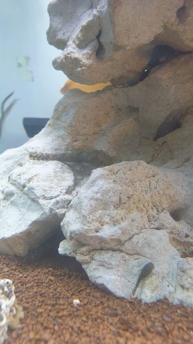 Ancistrus Adultos e juvenis