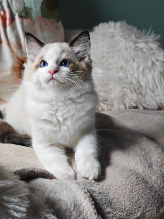 Ragdoll - przepiękny kocurek Zazu rodowód FPL