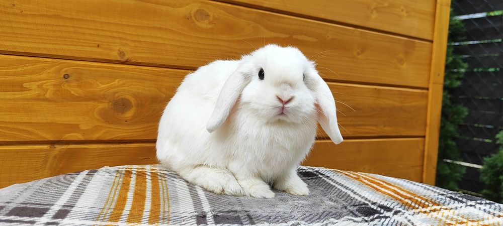 Króliczki rasowe mini lop karzełek baranek miniaturka