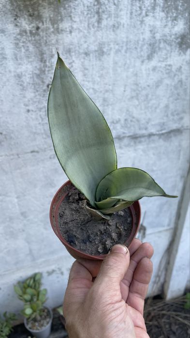 Сансевиерия Муншайн