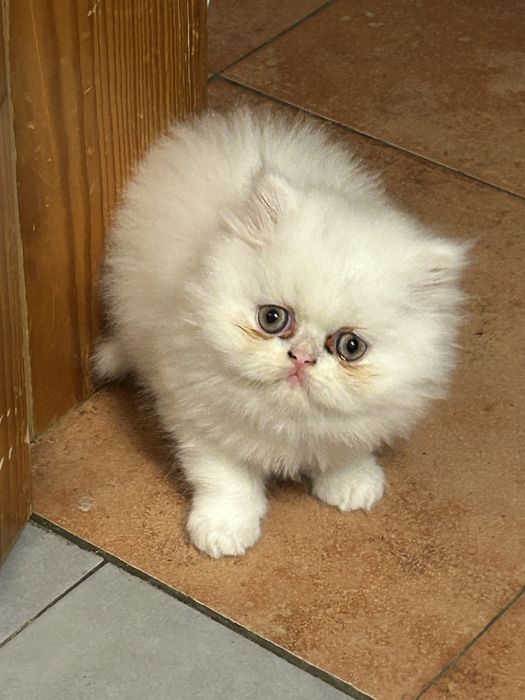 Gatinha persa branquinha