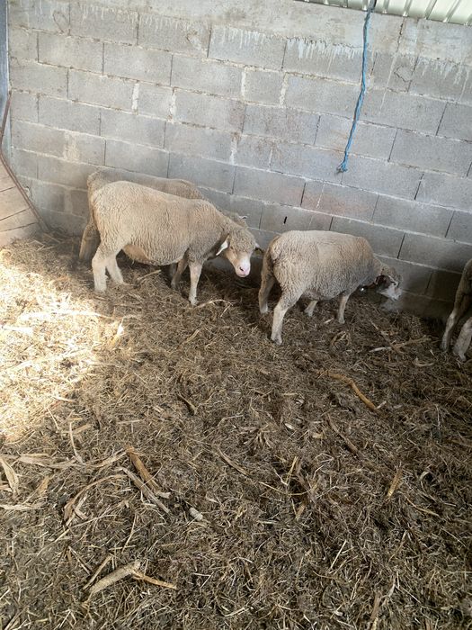 Ovelhas ille france com 3 anos e sao 4 com B4 cobertas de  carneiro ille france
