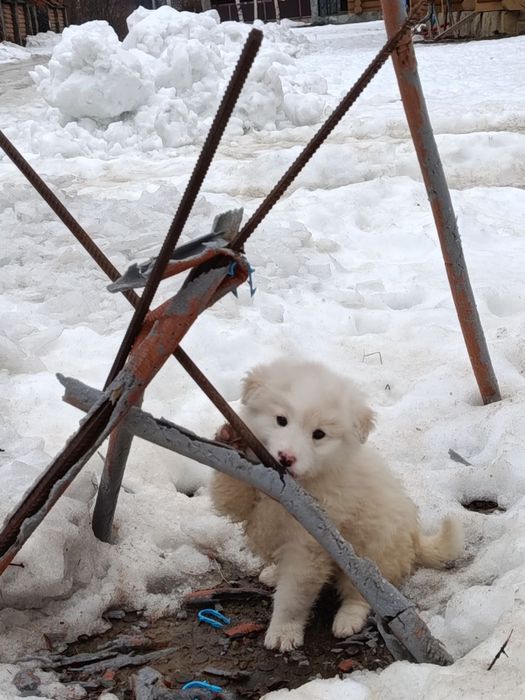 Дівчинка в добрі руки