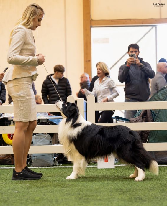 Border collie suczka blue merle ZKwP