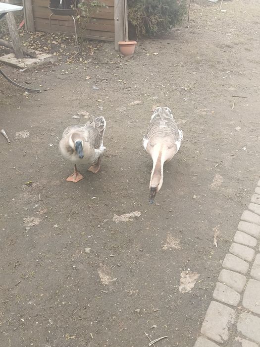 Gęsi na sprzedaż