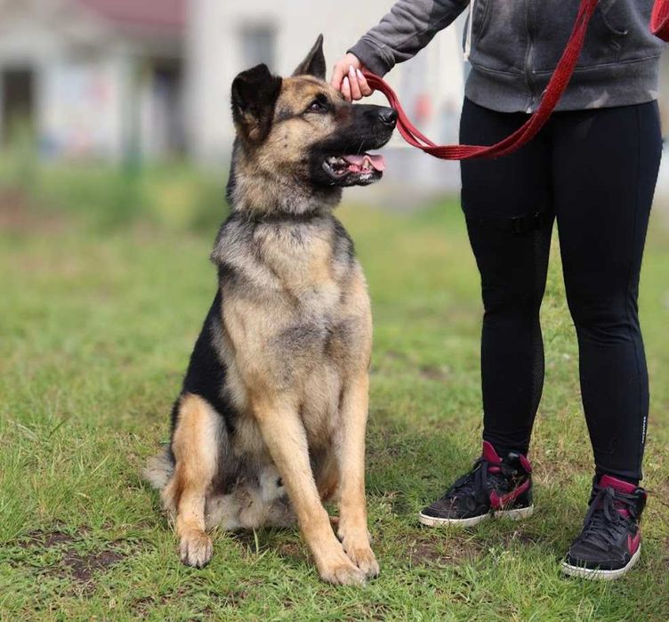 duży przyjazny pies czeka na dom