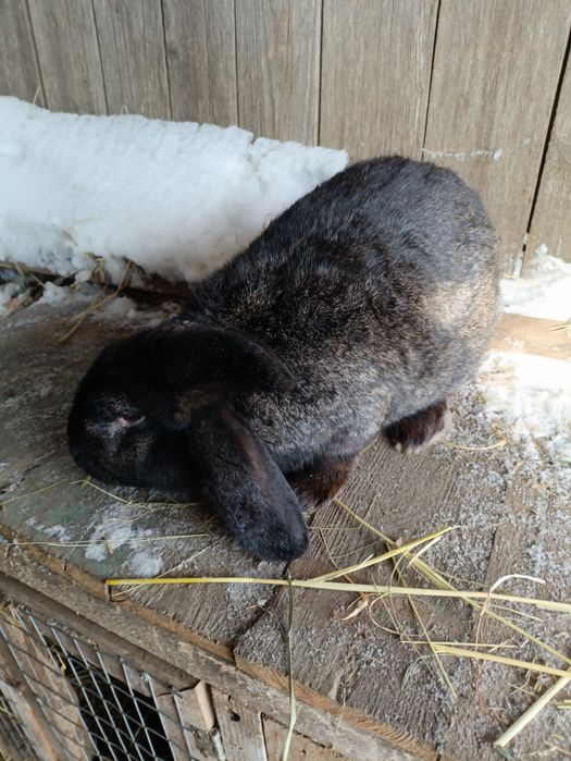 Кріль,  2 шт кролиці та 3шь 2міс.кроленят