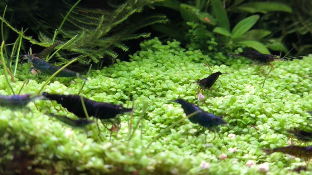 Krewetki Green Jade 100szt.