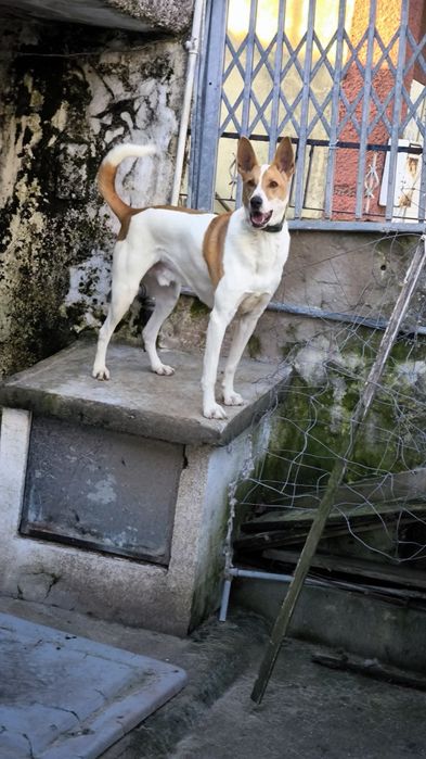 Procuro dono para Benji