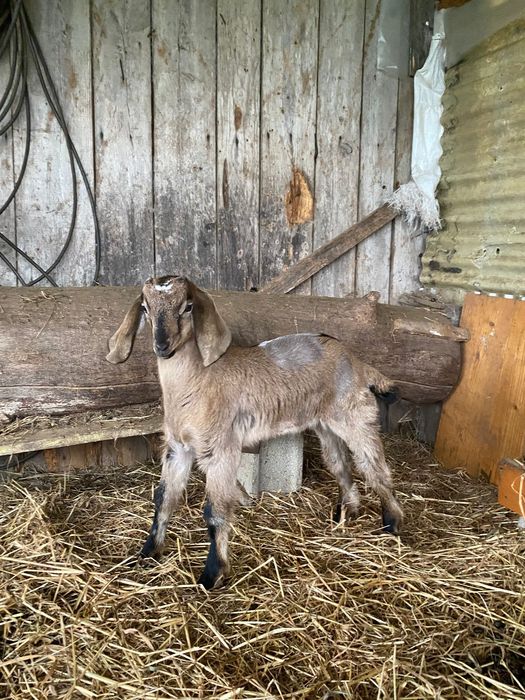 Cabritos Anglo Nubianos puros (para sair em Março)