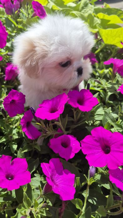 Shih-Tzu biały piesek