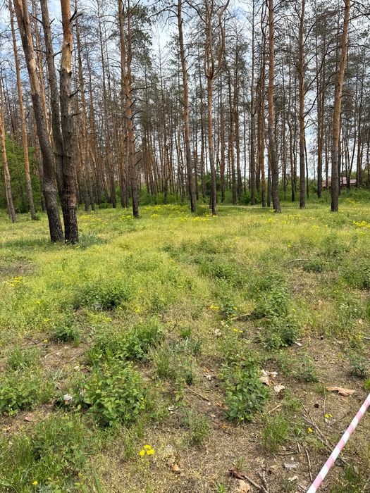 Песчанка, участок 10 соток в сосне.