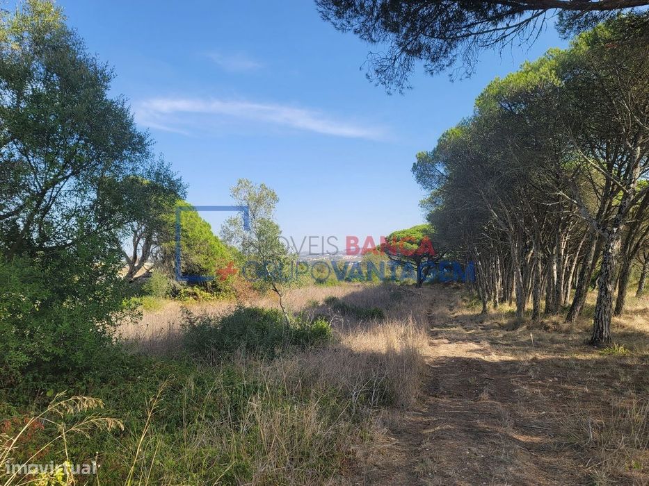 Terreno Rustico 24040 M2  - Terrugem