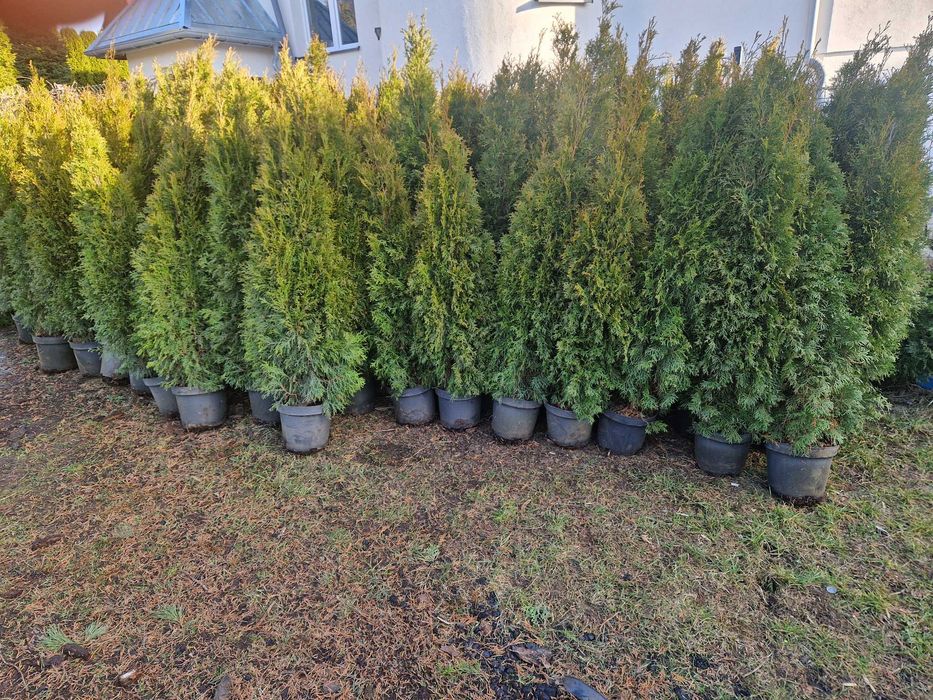 Tuja Brabant Szmaragd 100cm 120cm 150cm 200cm DONICA 100% przyjecie