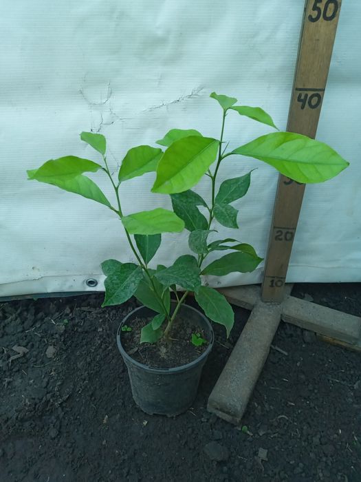 Лимони домашні рослини