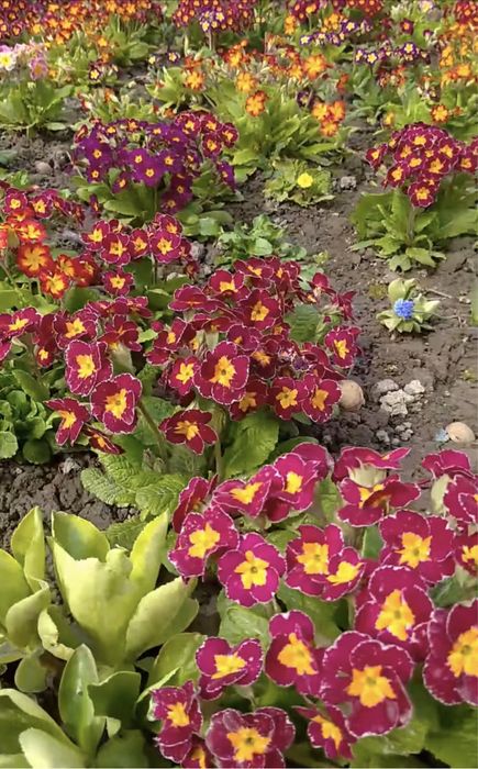 Примула, прімула, садовая многолетняя