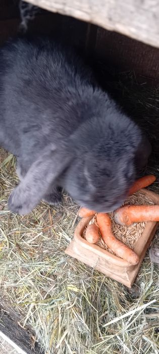 Króliki młode barany