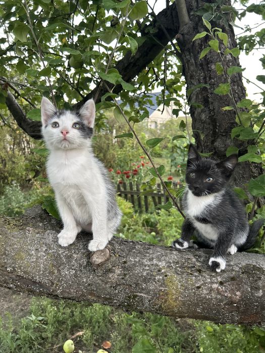 Кошенятко кішечка шукає родину
