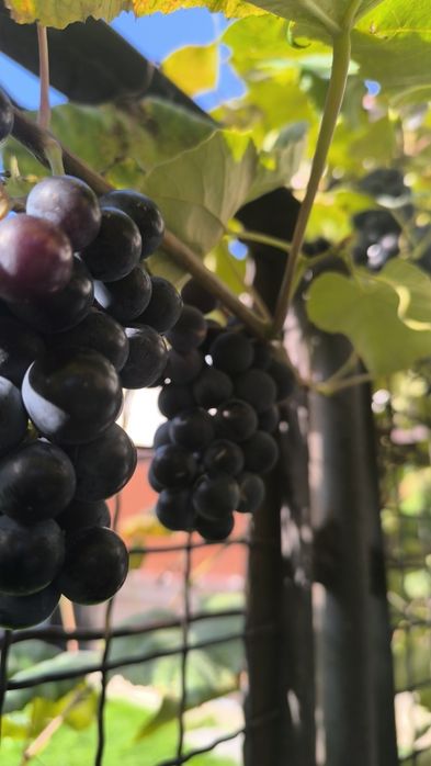 Winogrona ekologiczne czarne
