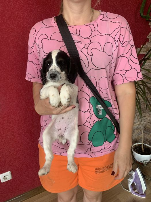 Продам цуценят Спаніельчиків