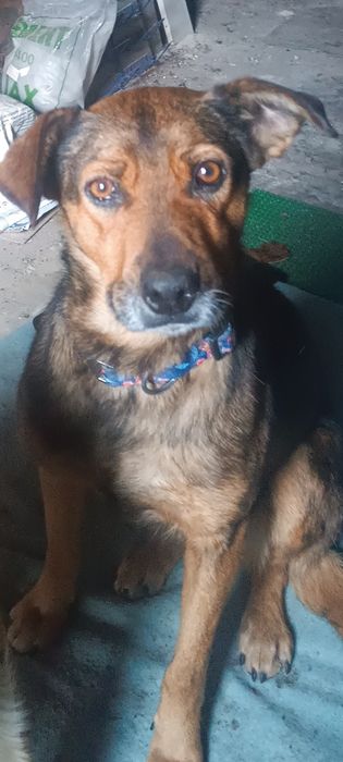 Собачки ищут дом