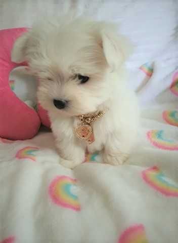 Maltańczyk Super Mini Piesek, Rodowód FOK, WDF, IKU