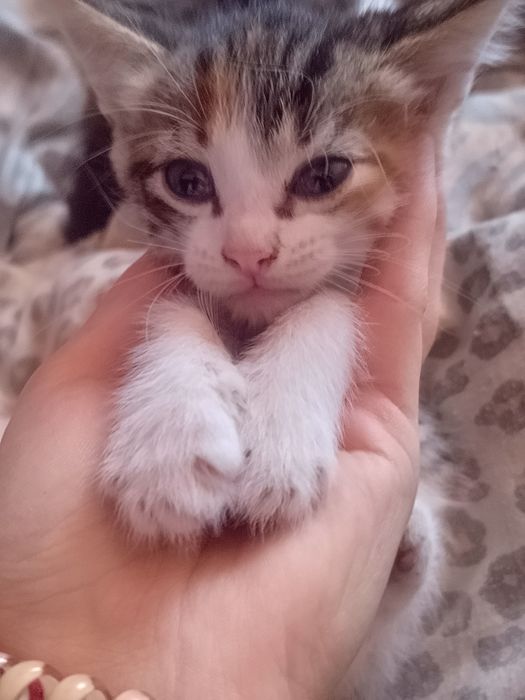 Отдам бесплатно котят кому нужно пишите привезём и отдадим