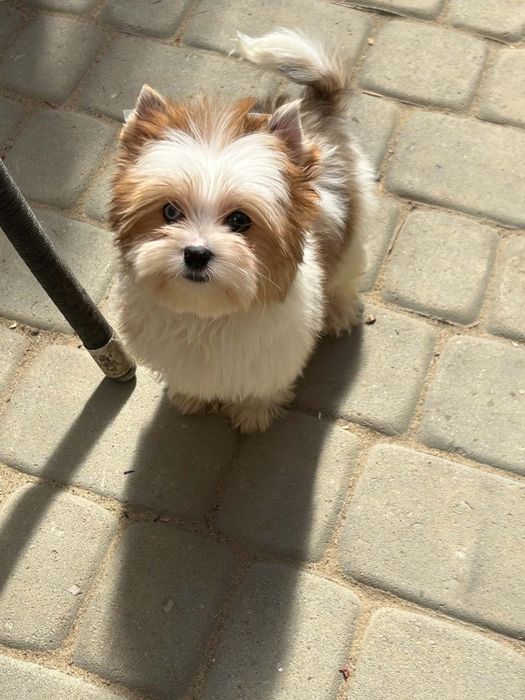 Redberry yorkshire terrier suczka biewer golddust