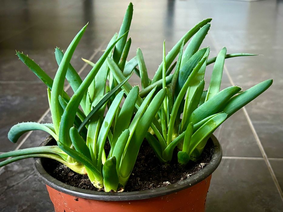 Живці алое,  дітки алое, кімнатні рослини