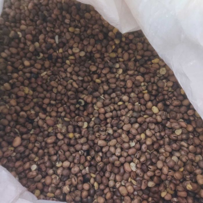 Bobik na siew czyszczony