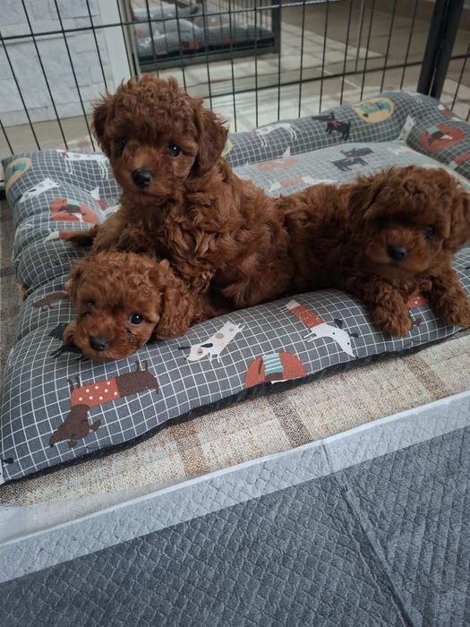 Той пудель Ред браун, темний колір.малята той пудель
