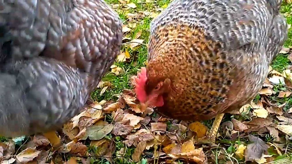 Куры Билефельдер Германия