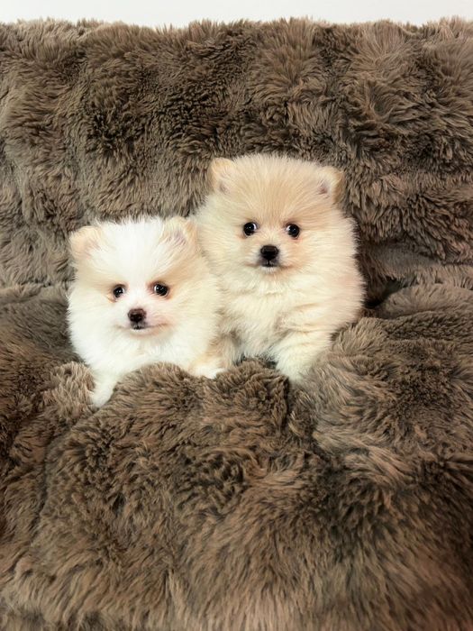 Szpic Miniaturowy z Rodowodem