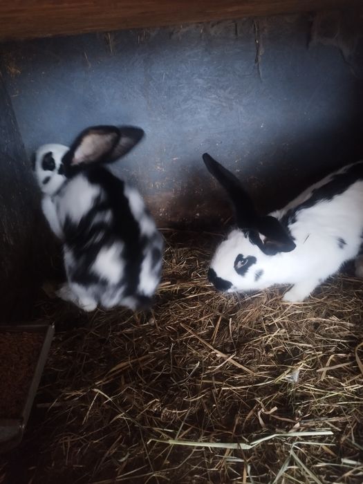 Sprzedam króliki sro niemiecki