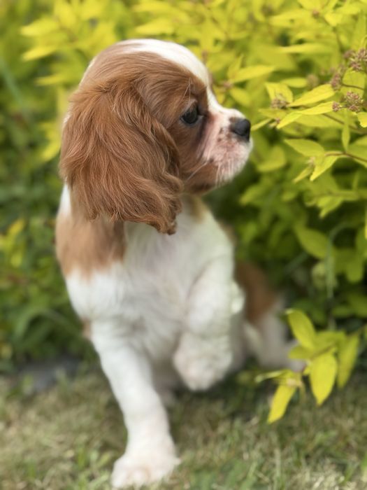 Piesek- cavalier  King Charles  Spamiel