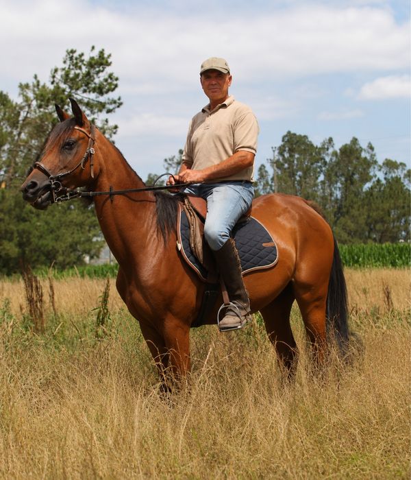 Desbasto de poldro poldras egua cavalos