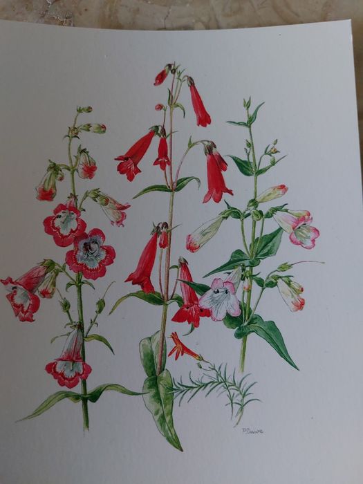 Lote de 3000 Postais Wells & Winter