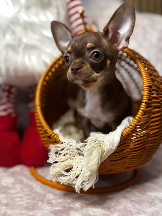 Chihuahua suczka choco tricolor *** Mocha*** Gotowa do odbioru